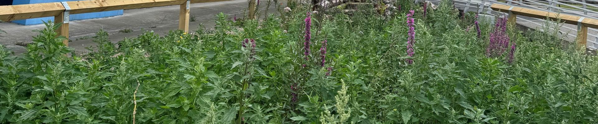 The biodiversity bog garden outside The Deep building.