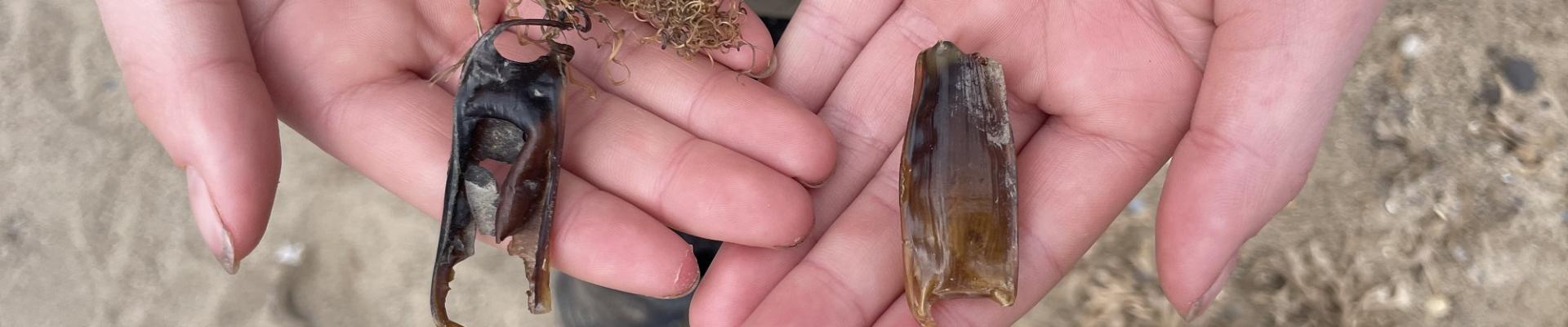 Two shark egg cases being held by a child pictured at Spurn Point.