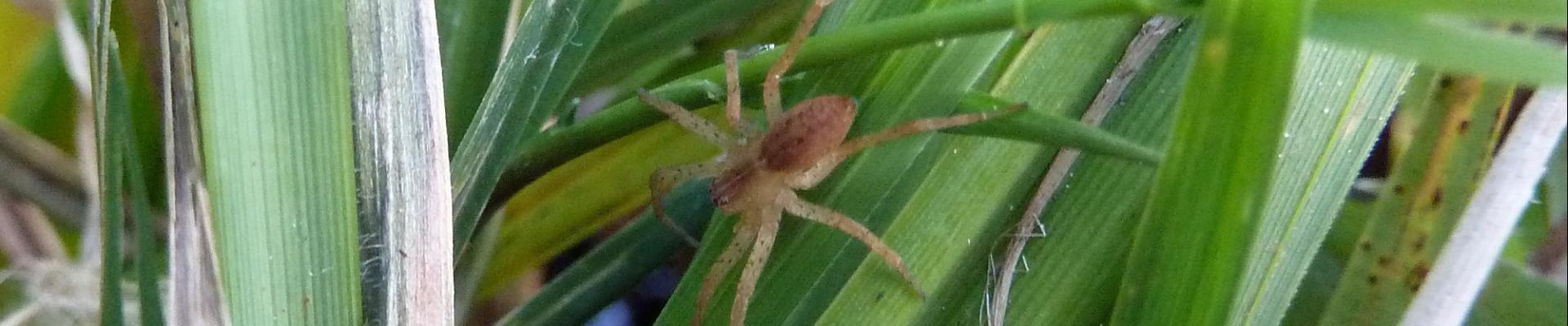 Close up of a Fen raft spider on a strand of grass.