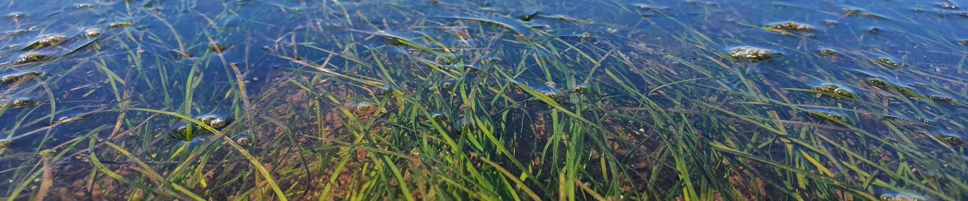 Seagrass meadows at Spurn Point.