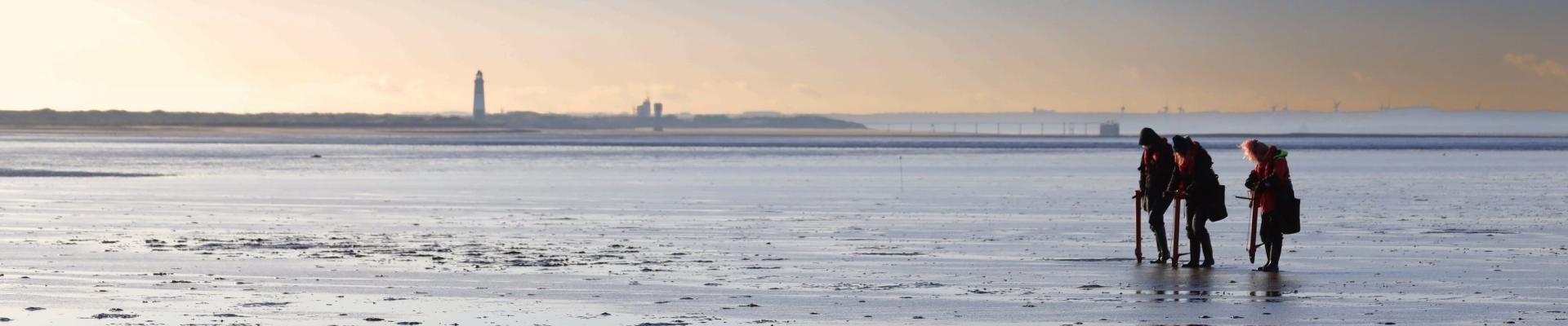 Seagrass planting at Spurn Point