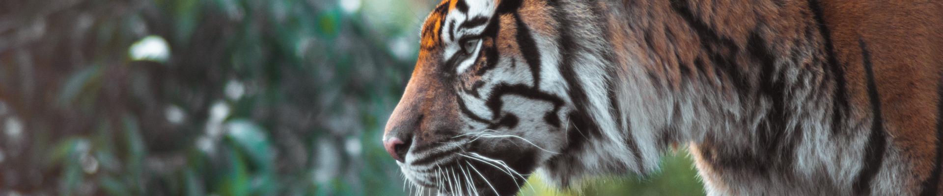 Close up of a tiger