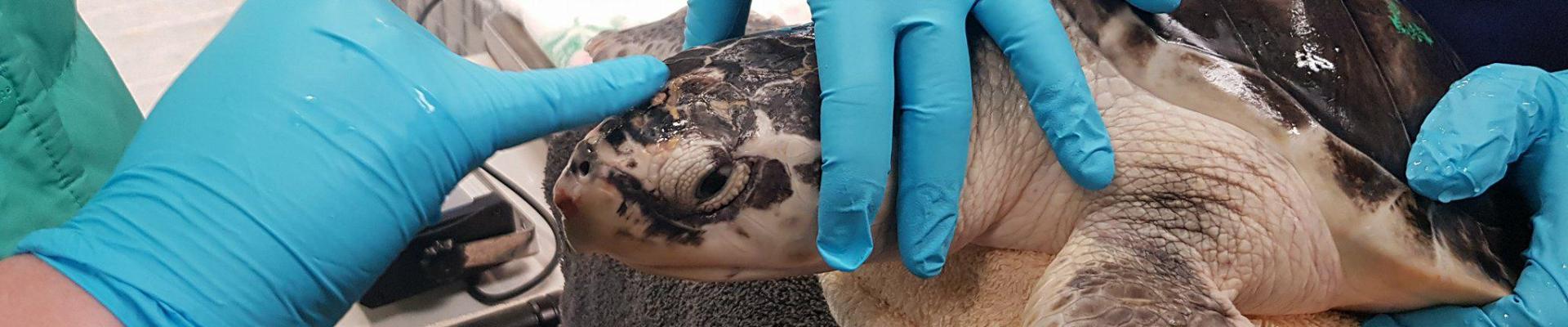 Sea turtle having a health check up in Boston's turtle rehabilitation centre.