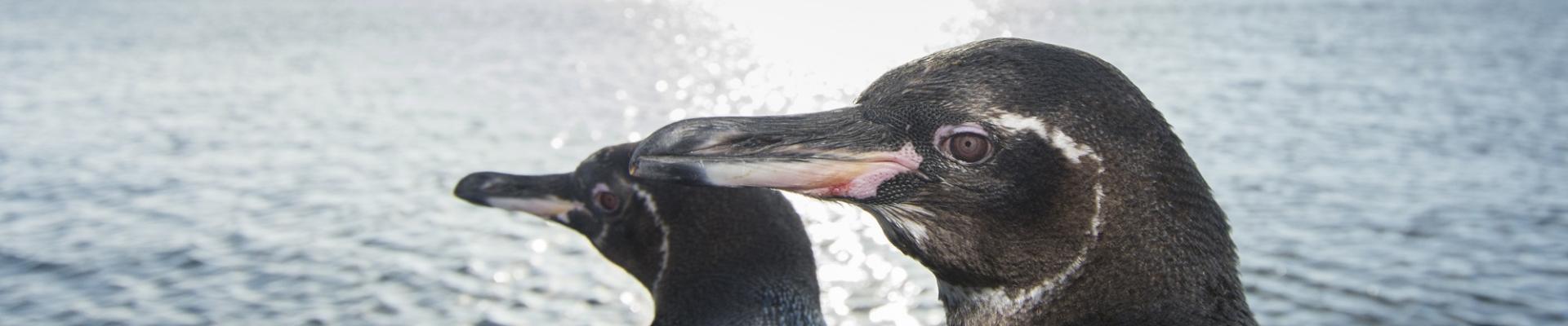 Galapagos penguins