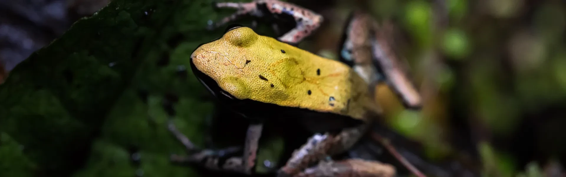 Green Mantella frog in The Deep's Deep Blue One exhibit