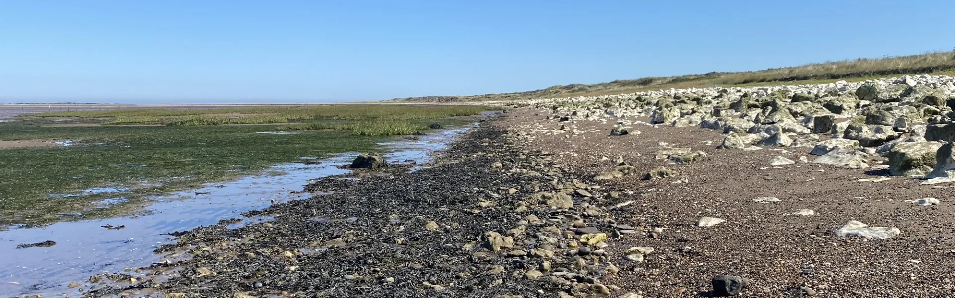 Seagrass meadows at Spurn Point.