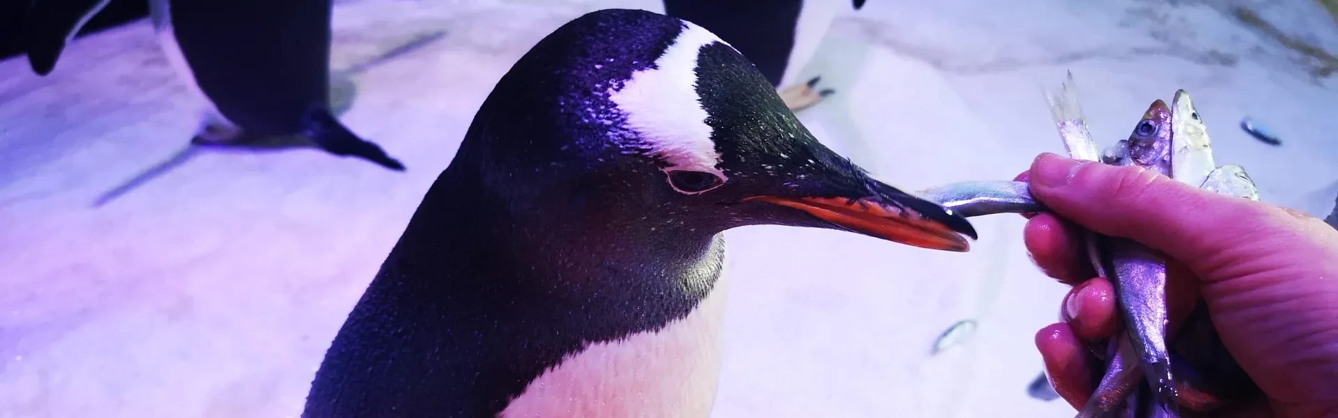 Gentoo penguin being hand-fed fish