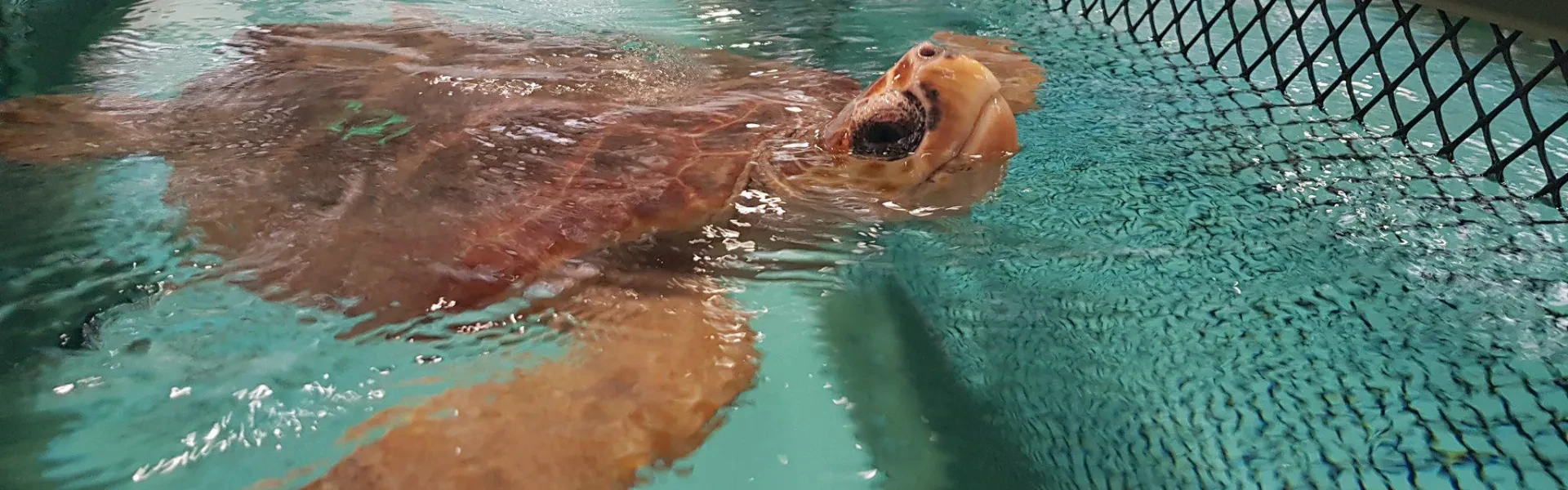 Close up of a sea turtle in the New England Aquarium Turtle Rescue centre.